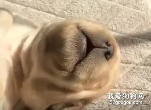 世界上最凶猛的恶犬，普通人扛不住它一声吼！