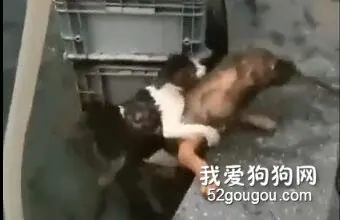 猫咪落水，狗狗下水救助，被挠了还不放弃...超仗义！