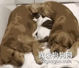 俩金毛圈着小猫睡觉，本来挺暖的，可仔细一看：做梦吃肉呢？