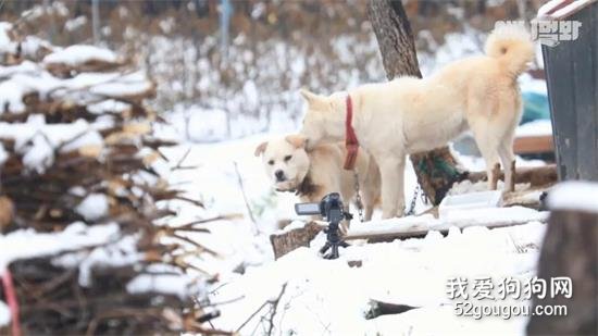 暴雪夜晚狗狗却不进狗窝，原来它在照顾一只受伤的“伙伴”…