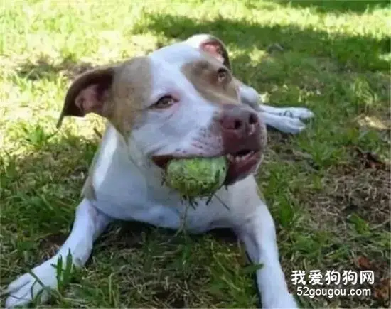 就因为是比特犬，温柔的它被弃养了！