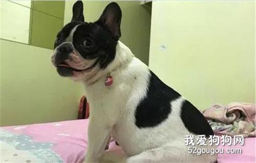 狗子和家人出去玩，路上却意料之外找到失散多年的姐妹........