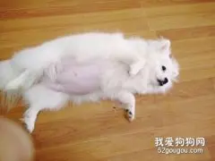 狗狗怀孕期间怎么喂养？