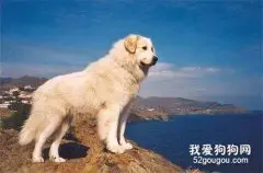 如何训练大白熊犬看门？