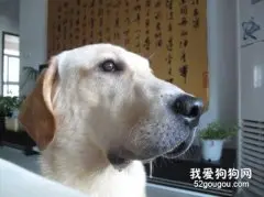 狗狗为什么会流口水？