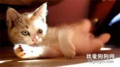 猫咪喜欢吃什么零食？