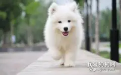 狗狗为什么会离家出走？