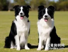 如何挑选边境牧羊犬？