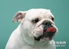 斗牛犬聪明吗？