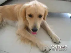 狗狗牙齿松动怎么办？