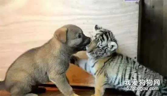 原来小土狗也有这么逗比的一面.....