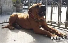 14种最凶狠的狗狗品种