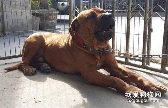 14种最凶狠的狗狗品种