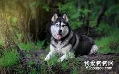 教你按季节给狗狗挑选最佳食物
