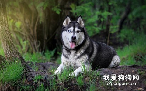 告诉你按季节给狗狗挑选最好食物