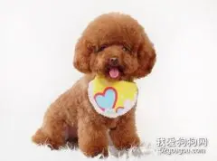 冬季爱宠该如何护理？