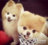 狗狗喂养十大技巧
