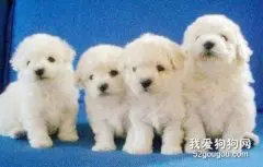 狗狗都有哪些日常需要？