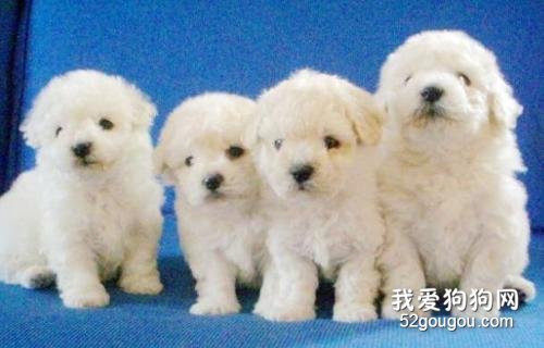 狗狗都有什么平时需要？