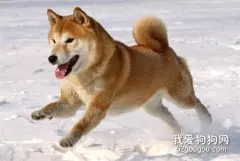 狗狗的喂养指南