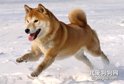 狗狗的喂养指南