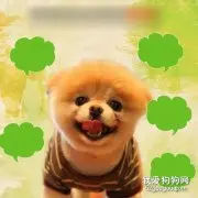 狗狗冬季的六大御寒方法