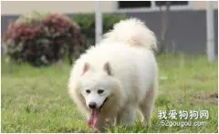 避免感染寄生虫-让猫狗养成良好的饮食习惯