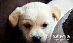 春夏之交如何为狗狗做好防螨措施