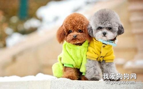 爱犬的平时喂养