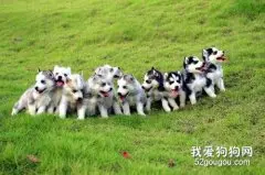 宠物喂养十大误区