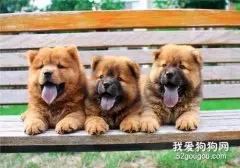 幼犬的健康食谱