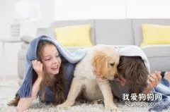 宠物需要的六大营养素