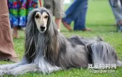 猎犬品种
