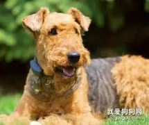 梗犬品种