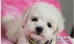 非运动犬品种