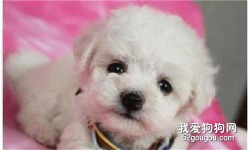 非运动犬品种