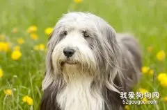 畜牧犬品种