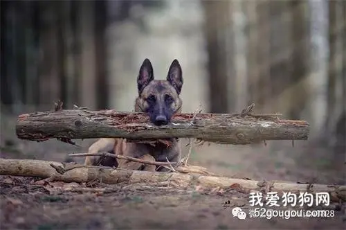 繁殖好狗的搭配技巧