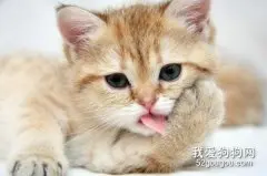 猫咪绝育之后，会得抑郁吗？