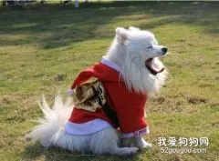 狗狗御寒，冬季有什么饲养误区？