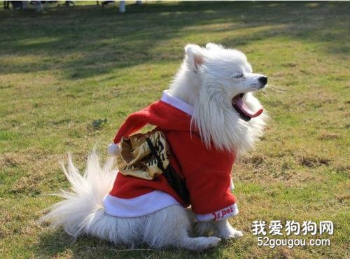 狗狗御寒，冬天有哪些饲养误区？