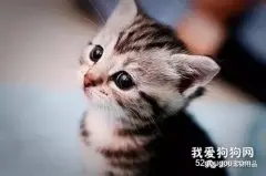 猫癣有哪些症状如何治疗？会传染给人吗？