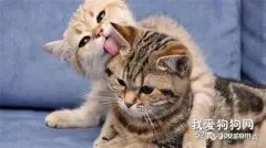 猫咪对主人会有感情吗？