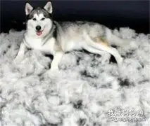 狗狗掉毛的原因及解决方法