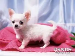 健康养犬小知识