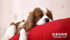 狗狗不吃狗粮怎么办？