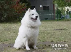 狗狗不吃不喝怎么办？
