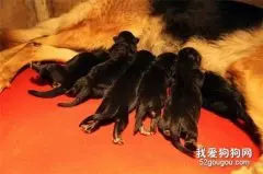 狗狗不同成长阶段的喂食方式