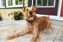 爱尔兰梗的饲养方法