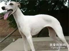 惠比特犬的饲养方法